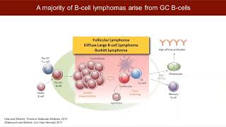 A Multiomics Approach to Defining the Nature of Early Malignant Transformations of the Immune System