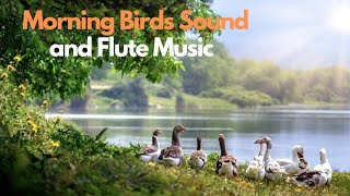 Birds Sound \u0026 Flute Music Combined Nature पंछियों की आवाज और बांसुरी की धुन @relaxingsoundsplace4017