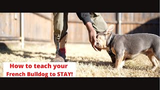 Teach your Frenchbulldog to STAY!! How to teach your Frenchie to stay?!!