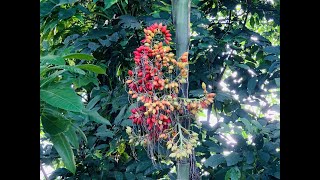 ලේන්තැරි/ලේනතැරිය/ලේන්තැරි පුවක් (Areca concinna) Sri lanka.Species of flowering plant ARECACEAE.