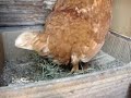 mi gallina poniendo un huevo