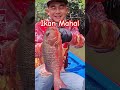 Straik mangrove jack dan kerapu #fishing #mancing