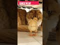 funny chickens scare the cat 🐔😂