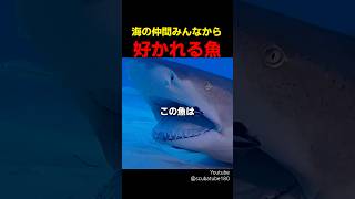 海の仲間みんなから好かれる魚