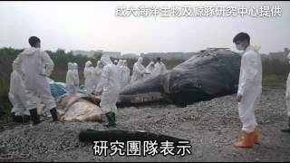 抹香鯨解剖結果 人類害死的--蘋果日報20151025