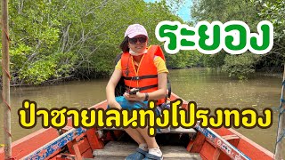 EP.56 นั่งเรือชม ป่าชายเลนทุ่งโปรงทอง ปากน้ำประแส จังหวัดระยอง