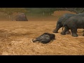 Elephant VS Dangerous Savanna, Ultimate Savanna Simulator