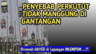 Cara melatih mental perkutut lomba