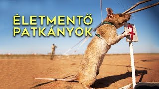 Az Életmentő Patkányok Kambodzsában és Afrikában