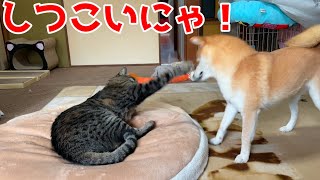 ボス猫クロに毎日色んな手段で挑み続ける柴犬 shiba inu