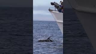 Bow riding dolphins 🐬 #dolphin #boat #fun #wildlife #ocean #friends