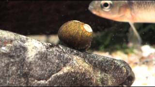 【ドジョウが潜った砂から出て行く瞬間】ROKERS_TV #0042_金魚,熱帯魚,水換え,ろ過,