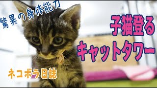 【ネコボラ日誌】キャットタワーに登る子猫🐈kitten climbs to the cat towerこんな小さな体でも登る体力が凄い。猫の身体能力に驚き。⭐ネコボラの保護猫応援動画