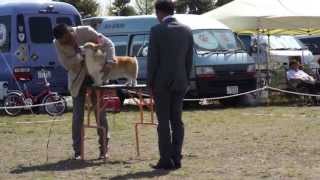 茨城鹿行愛犬クラブ展 KING戦 2013/4/27