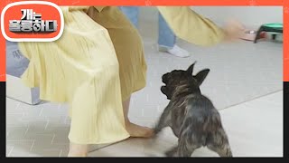 엄마 보호자를 향한 강한 공격성을 보이는 오늘의 고민견 후추..😲 [개는 훌륭하다/Dogs Are Incredible] | KBS 221003 방송