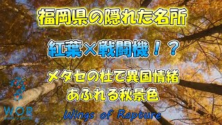 【紅葉と戦闘機!?】福岡・メタセの杜でメタセコイア並木の異国情緒あふれる秋景色を楽しむ