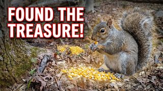 What Squirrels Do When They Think Nobody's Watching (videos for cats and dogs)