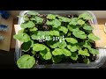 제라늄 씨앗으로 키우기 제라늄번식 제라늄늘리기 pelargonium geranium