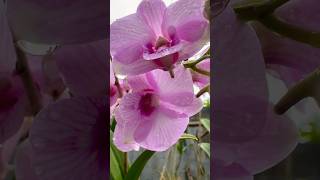 Dendrobium beautiful - Samar Island Philippines vacation