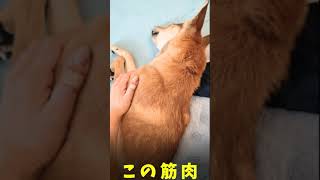 【保護犬】うちのワンコの好きなところ　毛と筋肉【生後6ヶ月】#Shorts