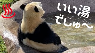 温泉でジャブジャブ遊ぶ 彩浜【Today's panda】🐼 アドベンチャーワールド giantpanda