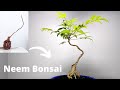 Bonsai | বনসাই  Neem Tree Bonsai for Beginners