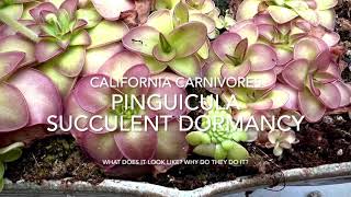 What to do with Butterworts (Pinguicula) in Winter