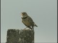 Alouette calandre - Calandra Lark - ( Melanocorypha calandra )