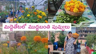 మిద్దెతోటలో బుట్టెడు ముద్దబంతి పువ్వులు | ఒక్క రోజుకి సరిపడా కూరగాయలు | Terrace garden vlog