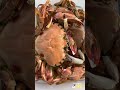 crab attack 在澳大利亚捉螃蟹