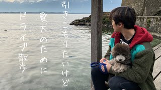 【古城ゆるゆる散歩】 歴史あるスイスの古城を愛犬と散歩してるだけ  #トイプードル生活 #宇野昌磨 #宇野樹 #Uno1ワンチャンネル #アスリートと愛犬