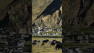 The home of the wild yak, Zhongba County, Tibet! #Scenery #shorts