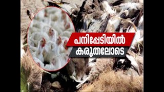 പക്ഷിപ്പനിയില്‍ കരുതലോടെ; കാണാം ഇന്നത്തെ വര്‍ത്തമാനം Bird Flu: Symptoms, Causes, and Risk Factors