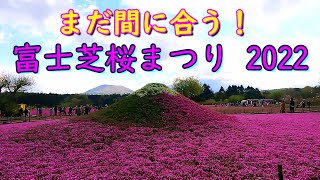 富士芝桜まつり🌸 ~2022年5月2日