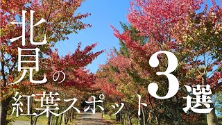 【紅葉おすすめスポット3選🍁】北海道北見市の紅葉はじまりました♪フラワーパラダイス/野付牛公園/さくらの森公園