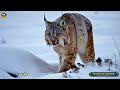 the resilient canada lynx surviving the arctic wilderness.