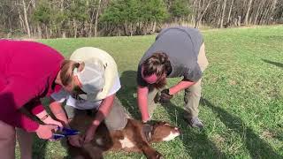 bull calf banding