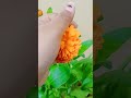 calendula flower 😍 short likes video reels follower