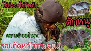 ดักหนูใหญ่ในป่าหญ้าคา-ໃສ່ກັບດັກໜູໃນປ່າຫຍ້າຄາ-Put a mousetrap