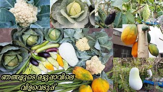 Harvesing vegetables and fruits from our organic terrace garden ||ഞങ്ങളുടെ മട്ടുപ്പാവിലെ വിളവെടുപ്പ്