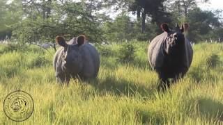 TIGER TOPS - Two very curious rhinos