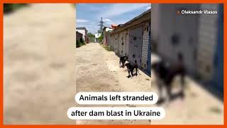 Animals left stranded after dam blast in Ukraine