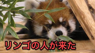 レッサーパンダ　ガオガオくん　飼育員さんが近づいてきました　【のんほいパーク】Red panda Gaogao-kun Toyohashi Zoo