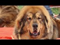 Tibetan Mastiffs || French Mastiff || Scoobers