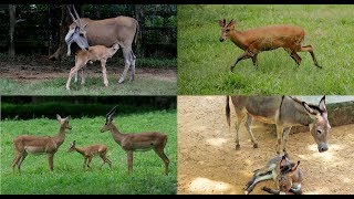 ঢাকা চিড়িয়াখানায় চার নতুন অতিথি || ইম্পালা || মায়া হরিণ || গাধাশাবক || কমন ইল্যান্ড