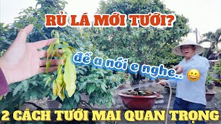 2 cách tưới mai quan trọng 23/9 âl dành cho cây mai mạnh và yếu giúp tạo nút nụ to ở vườn mai Út Đực