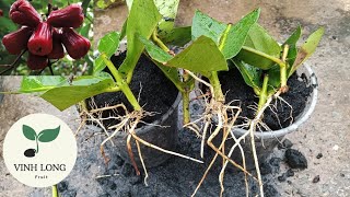 Growing plums from branches