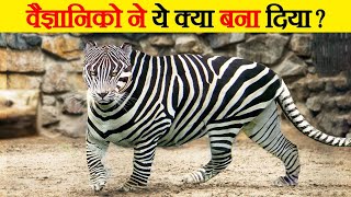 दुनिया के 10 अनोखे हाइब्रिड जानवर | 10 Most Amazing Hybrid Animals That Actually Exist