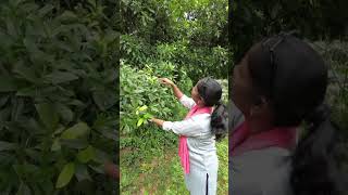 கொடம்புளி துளிர் வந்துருச்சு @Saraljacob #agriculture #nature