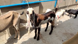 pure hyderabadi goat's in Hyd bantam barbari Sojat sirohi goats in Hyd